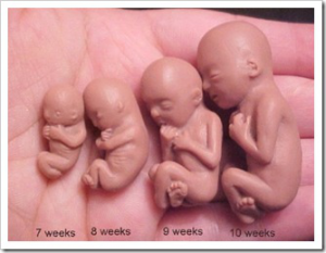 desenvolvimento fetal 10 semanas